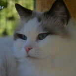 Ginger 5 ans - Chatterie Ragdolls du Val de Beauvoir